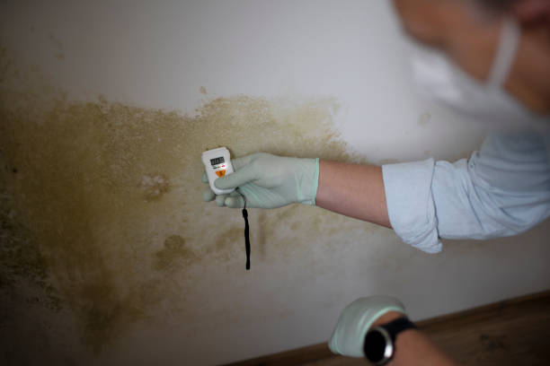 Best Mold Damage Restoration  in Ventnor City, NJ